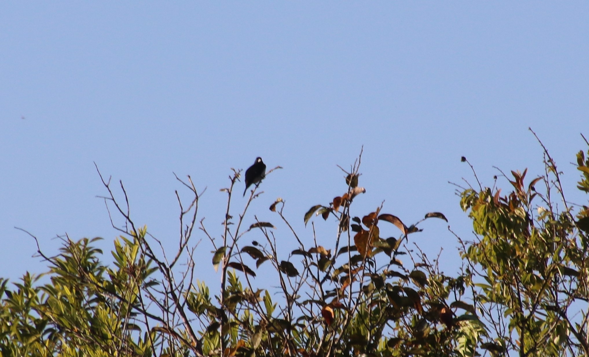 Cone-billed Tanager (Conothraupis mesoleuca), photo 2