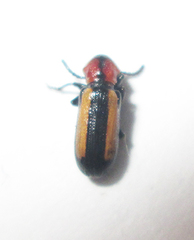 Sigrisma cylindrica