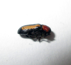 Sigrisma cylindrica