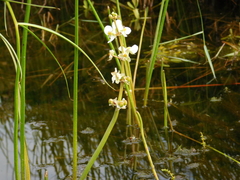 Sagittaria rigida