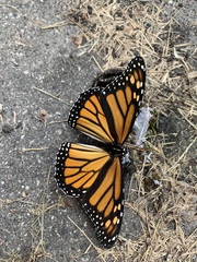 Danaus plexippus