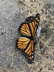 Danaus plexippus