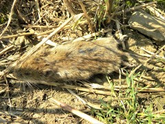Microtus arvalis