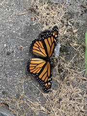Danaus plexippus