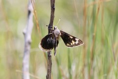Megathymus streckeri