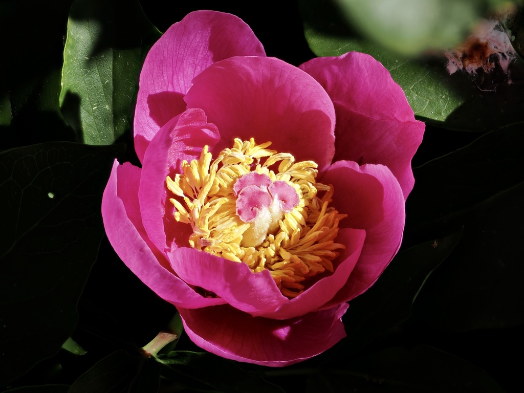 Peonies