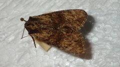 Apamea crenata