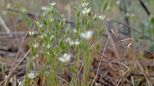 Sticky Sandwort (Sabulina viscosa)