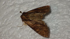 Apamea crenata