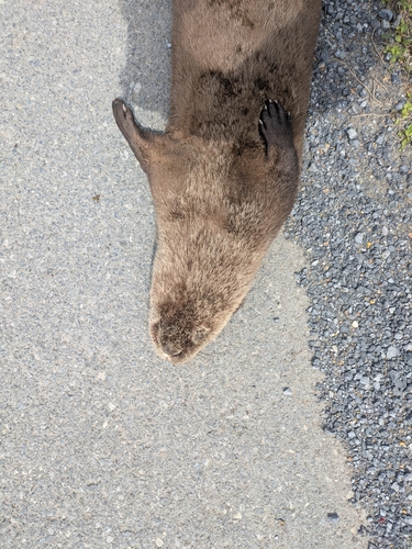 North American River Otter photographed in West Virginia