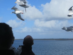 Larus argentatus
