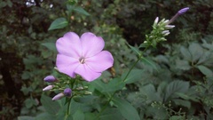 Phlox paniculata