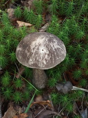 Leccinum variicolor