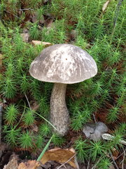 Leccinum variicolor