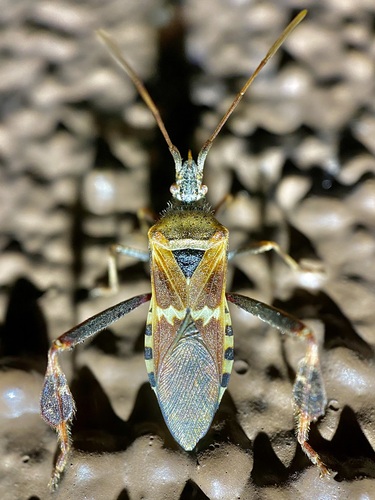 Western Leaf-footed Bug photo 5