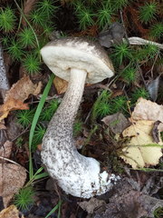 Leccinum variicolor