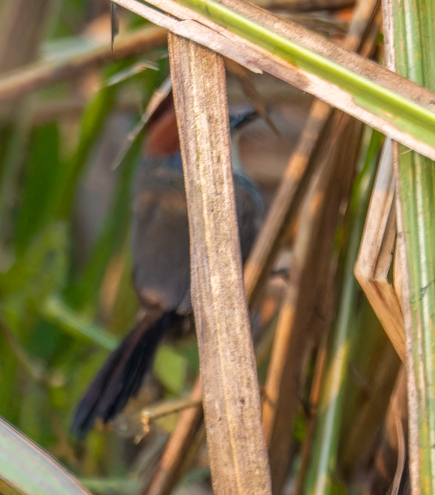 Chestnut-capped Babbler