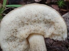 Leccinum variicolor