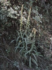 Digitalis ferruginea