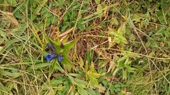 Gentiana septemfida