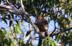 Mico melanurus