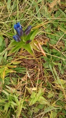 Gentiana septemfida