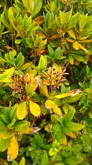 Rhododendron caucasicum