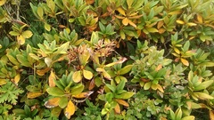 Rhododendron caucasicum