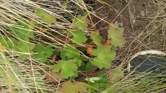 Geranium renardii
