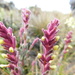 Neobartsia santolinifolia - Photo (c) Diego Amaya,  זכויות יוצרים חלקיות (CC BY-NC), הועלה על ידי Diego Amaya