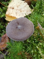 Cortinarius hemitrichus