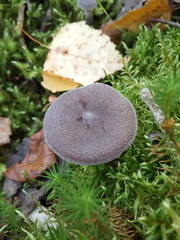 Cortinarius hemitrichus