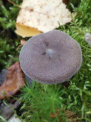 Cortinarius hemitrichus