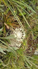Centaurea cheiranthifolia