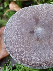 Cortinarius hemitrichus