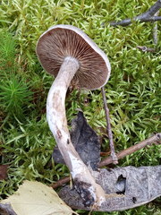 Cortinarius hemitrichus