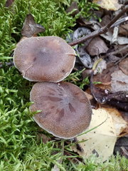 Cortinarius hemitrichus