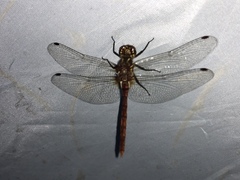Sympetrum pallipes