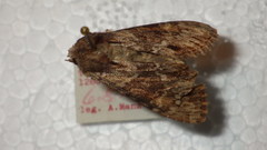 Apamea crenata