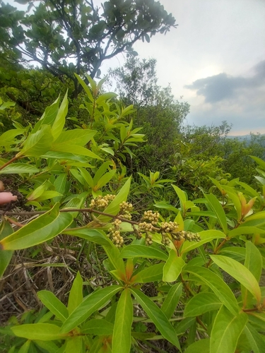Wendlandia thyrsoidea, 2024-05-17