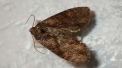 Apamea crenata