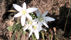 Ornithogalum umbellatum
