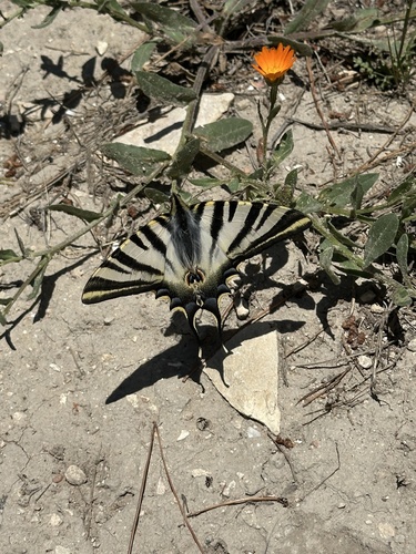 Iberian Scarce Swallowtail