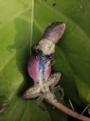 Sceloporus variabilis