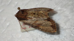 Apamea crenata