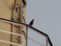 Falco peregrinus