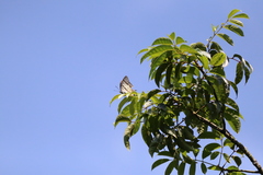 Polyura nepenthes