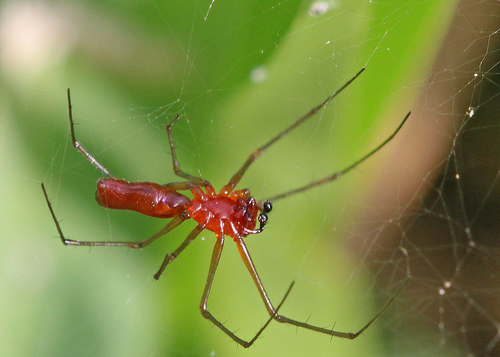 Black-tailed Red Sheetweaver