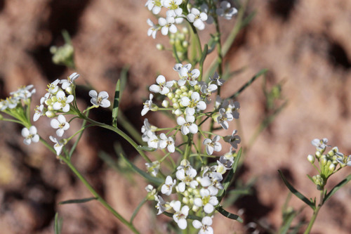 Lepidium eastwoodiae