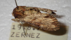 Apamea crenata